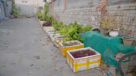 Verduras-Plantadas-En-Pequeñas-Cajas-En-Los-Hutongs-De-Beijing,-China.