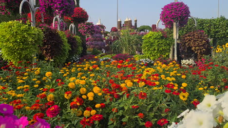 Dubai-Miracle-Garden,-Bunte-Blumenmuster-Und--formen,-Touristenattraktion