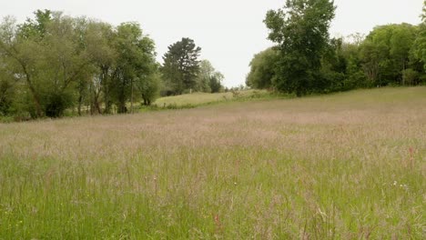 Drone-flying-low-over-Tall-grass-meadow,-contemplative-concept