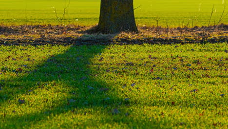 Green-lawn-and-shadow-from-standing-tree-on-sunny-day,-time-lapse