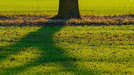 Césped-Verde-Y-Sombra-De-Un-árbol-En-Pie-En-Un-Día-Soleado,-Lapso-De-Tiempo