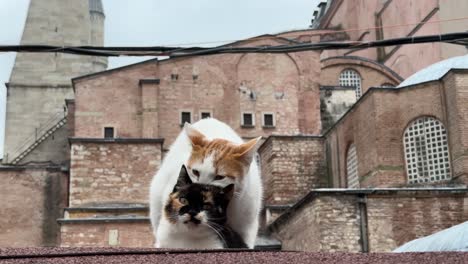 Dos-Gatos-Apareándose,-Haciendo-El-Amor,-Reproduciéndose-En-Las-Calles-De-Estambul,-Turquía.