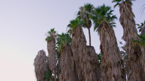 Pan-down-shot-of-a-group-of-tall-Palm-trees-then-the-camera-pans-down-to-reveal-a-clear-walking-path