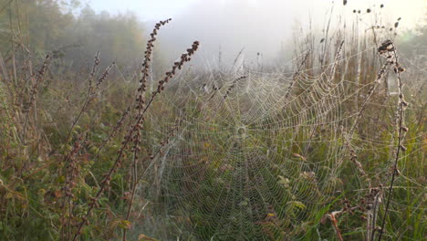 Nasses-Spinnennetz-Bei-Nebel,-Morgen-In-Der-Herbstsaison