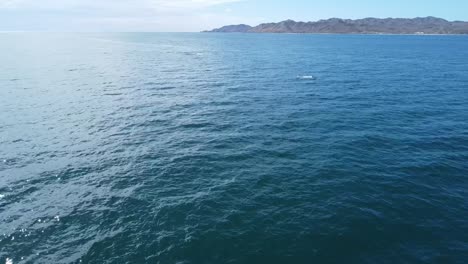 Grey-whale-swimming-below-water-surface,-Baja-California,-Mexico