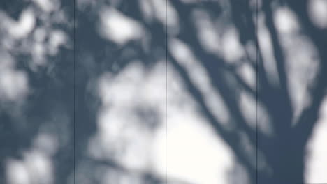 Shadow-of-natural-tree-leaves-on-white-wall-texture