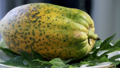 Nice-close-up-shot-of-Ripe-yellow-papaya-paw-paw-spinning-on-a-rotating-platform-displaying-it's-beautiful-and-unique-spots-and-skin