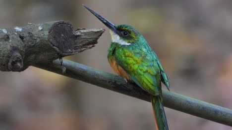 El-Pájaro-Jacamar-Gira-De-Atrás-Hacia-Adelante-Del-Cuerpo-En-La-Rama,-De-Cerca