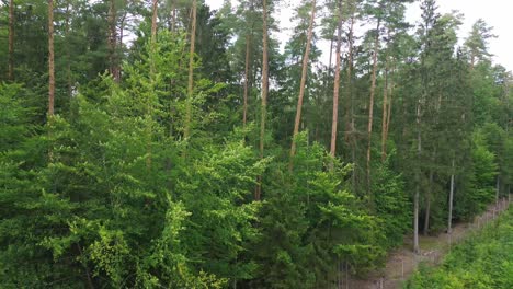 pine-forest-aerial-fly-above-boom-crane-landscape