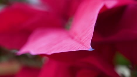 Narrow-focus-on-the-red-leaf-edge-detailed-of-a-Christmas-Poinsettia-plant-next-to-a-Christmas-tree,-a-common-seasonal-household-decoration