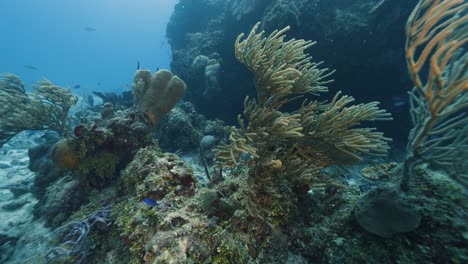 Cozumel.Reef-and-corals.-Mexico.-Underwater-video