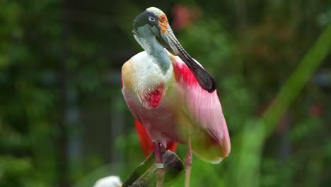 Espátula-Rosada-Exótica,-Platalea-Ajaja-Con-Llamativo-Plumaje-Rosado,-Encaramada-Estacionaria,-Paseando-Por-Los-Alrededores,-Primer-Plano-De-Una-Gran-Especie-De-Ave-Zancuda