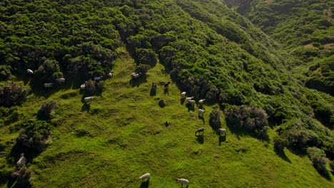 Sheep-herd-grazing-at-forested-hillside-at-Cucao-mountain,-Aerial-circling-shot