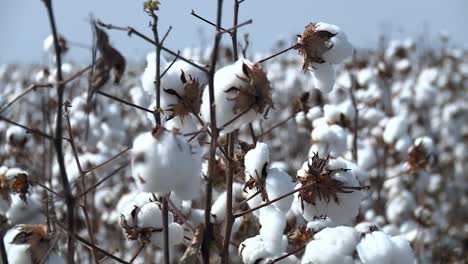 Brazilian-cotton-business,-significant-component-of-the-agricultural-sector