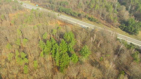 Drohne-Von-Oben-Nach-Unten-Von-Bäumen-Im-Ländlichen-Wald-Polens