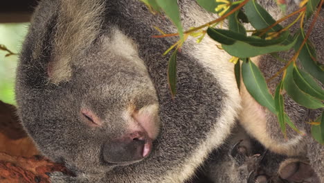 Adult-male-koala-sleeping-in-an-eucalyptus-tree---vertical-format