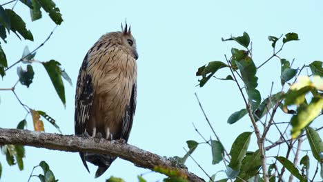 Looking-to-the-right-as-the-camera-zooms-out,-Buffy-Fish-owl-Ketupa-ketupu,-Thailand