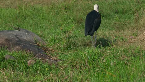 Walking-on-grass-towards-the-right-then-to-the-left-to-disappear,-Asian-Woolly-necked-Stork-Ciconia-episcopus,-Near-Threatened,-Thailand