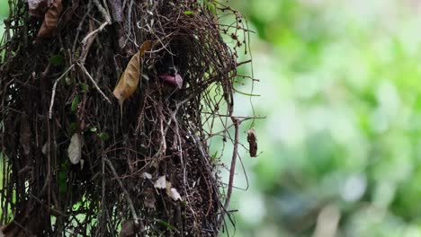 Head-out-of-its-nest-while-moving-with-some-wind-then-flies-away-leaving-its-nest,-Dusky-Broadbill-Corydon-sumatranus,-Thailand