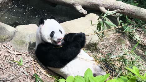 Porträt-Eines-Großen-Pandas,-Der-Im-Zoo-Von-Singapur-Bambusstäbe-Kaut