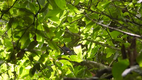 Keel-billed-toucan-perched-among-green-foliage-in-a-dense-forest,-vivid-colors,-natural-daylight