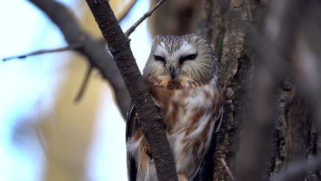 A-northern-saw-whet-owl-resting-in-a-deciduous-tree-in-the-late-afternoon-light