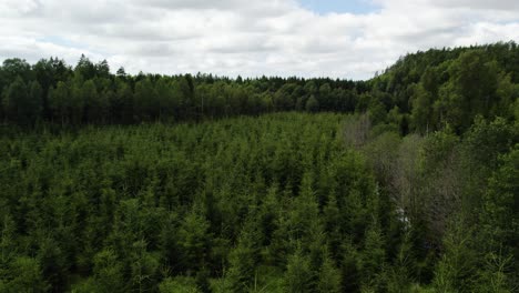 Aerial-view-of-spruce-conifer-tree-plantation-forest-during-cloudy-summer-day