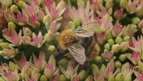 Bee-looking-for-nectar-on-stonecrop-flower-on-sunny-day-in-summer-in-park-garden