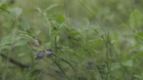 Waldbeeren-Auf-Einem-Busch-Im-Wald,-Nahaufnahme,-Niedriger-Winkel,-Fokusänderung