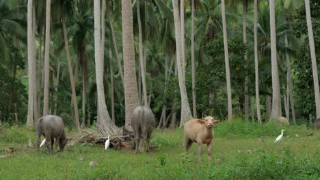 Water-buffalo-and-sheep-grazing,-pasture-in-wide,-full-shot
