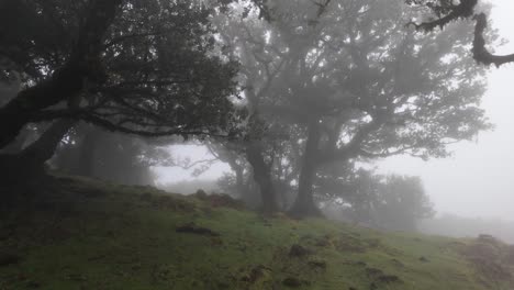 Scenic-fanal-forest-on-shrouder-in-fog,-Magical-Madeira-Island