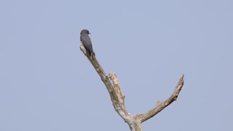 Looking-to-the-left-and-the-right-as-seen-from-its-back-then-flies-away-to-catch-an-insect-to-eat,-Ashy-Woodswallow-Artamus-fuscus,-Thailand