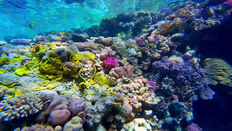 Vibrante-Arrecife-Tropical-Bajo-El-Agua-En-Aguas-Tropicales