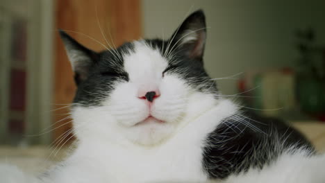 Lustige-Und-Süße-Katze-Schläft-Mit-Gesicht-Und-Pfoten-Im-Bett