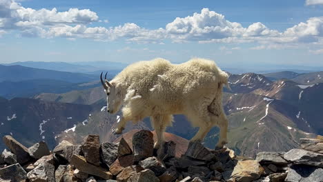 High-elevation-mountain-goat-walking-ridge-top-Rocky-Mountains-Colorado-sunny-summer-morning-day-Mount-Blue-Sky-Evans-Grays-and-Torreys-peaks-saddle-trail-hike-mountaineer-Denver-front-range-pan-left