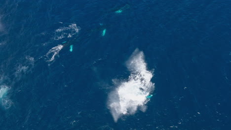 Overhead-aerial-view-of-humpback-whale-breaching-among-group-of-rorquals,-Samana