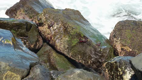 small-crabs-living-on-rocks-at-the-seashore-with-splashing-water-from-the-sea,-static-slow-motion