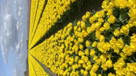 Yellow-tulips-blooming-in-vast-springtime-field