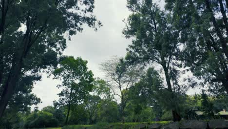 Paisaje-Tranquilo-Del-Parque-Con-árboles-Por-Todas-Partes