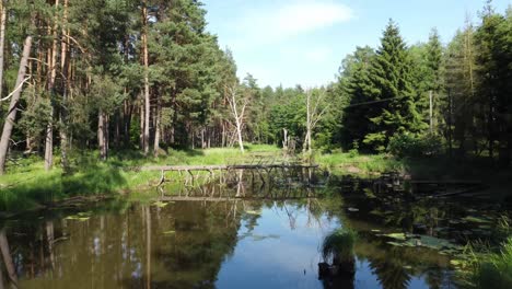 majestic-forgotten-lake-with-fallen-tree-in-green-forest-sunny-day-aerial