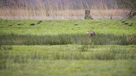 Solitary-roe-deer-doe-grazing-in-long-grass-on-windy-river-shore