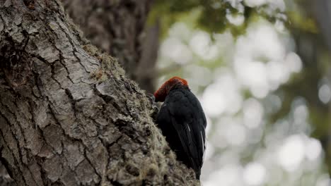 Magellanic-Woodpecker-In-Natural-Habitat-In-Tierra-del-Fuego,-Argentina---Close-Up