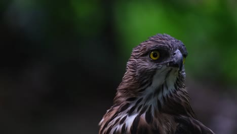 Looking-to-the-right-and-turning-its-head-towards-the-left-while-the-camera-zooms-out,-Pinsker's-Hawk-eagle-Nisaetus-pinskeri,-Philippines