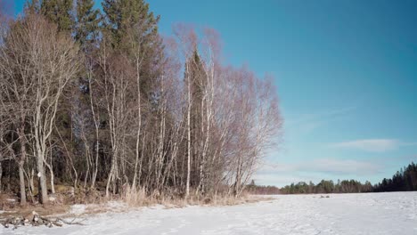 Hombre-Cortando-árboles-En-El-Bosque-En-Un-Soleado-Día-De-Invierno-En-Indre-Fosen,-Noruega