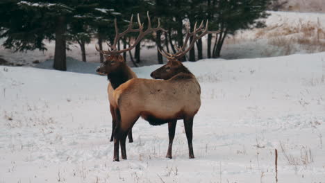 Macho-Toro-Alce-Manada-Montañas-Rocosas-Parque-Nacional-De-Yellowstone-Montana-Wyoming-Idaho-Denver-Colorado-Fauna-Silvestre-Animal-Cornamenta-Puesta-De-Sol-Invierno-Mirando-Alrededor-Bosque-Prado-Fuera-De-Campo-Cazador-De-Dólares-Seguir-Pan