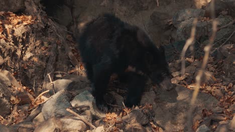 Black-bear-digging-for-food