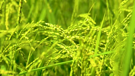 Close-up-green-paddy,-rice-swaying-in-the-wind,-agriculture-field-in-Asia