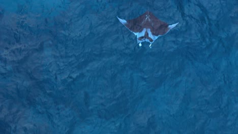 El-Dron-Aéreo-Se-Eleva-Sobre-Las-Alas-De-Las-Mantarrayas-Y-Nada-En-El-Hermoso-Agua-Azul-Del-Océano.