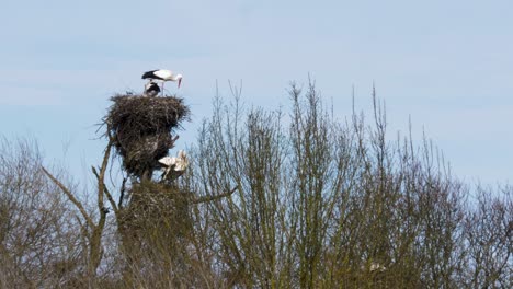 White-stork-family-perched-in-nest-on-top-of-trees-in-middle-of-pond