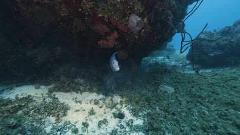 Cozumel.-Fischkampf.-Mexiko.-Unterwasservideo